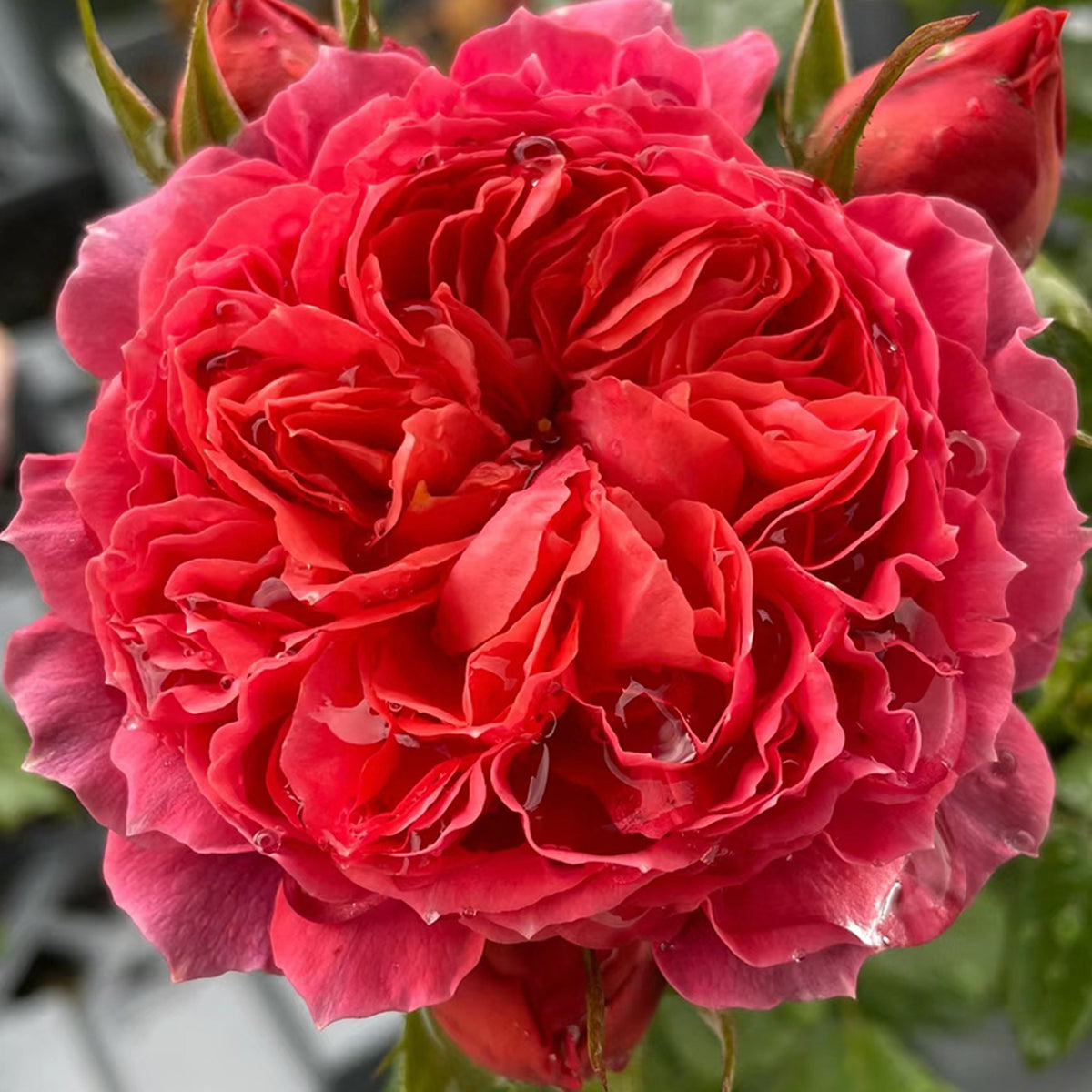 Cinnabar Bowl Chinese Florist Shrub Rose