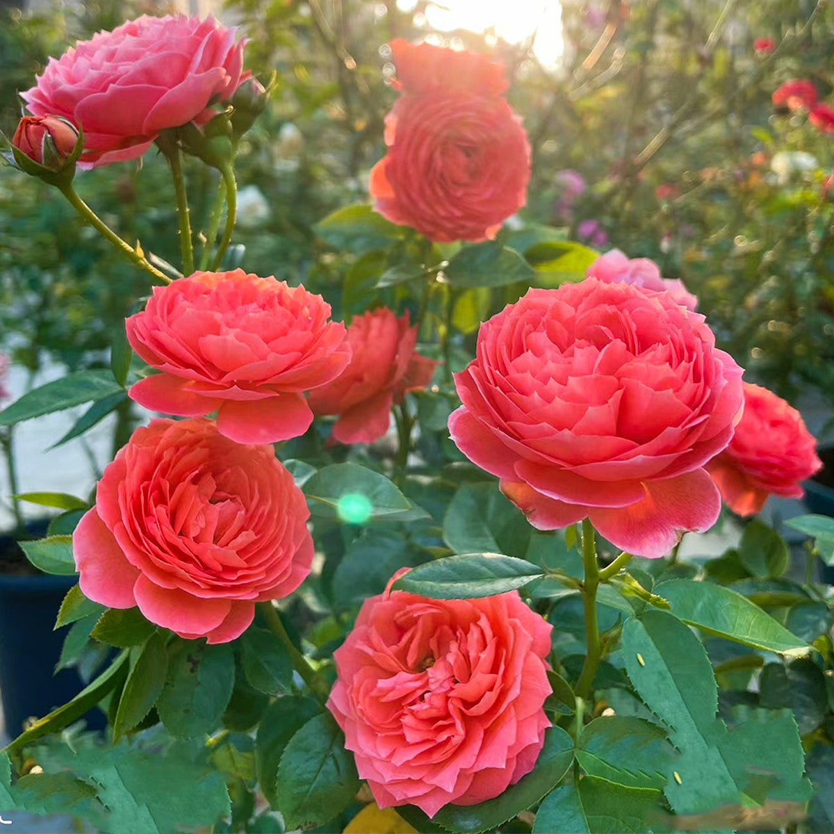 Cinnabar Bowl Chinese Florist Shrub Rose