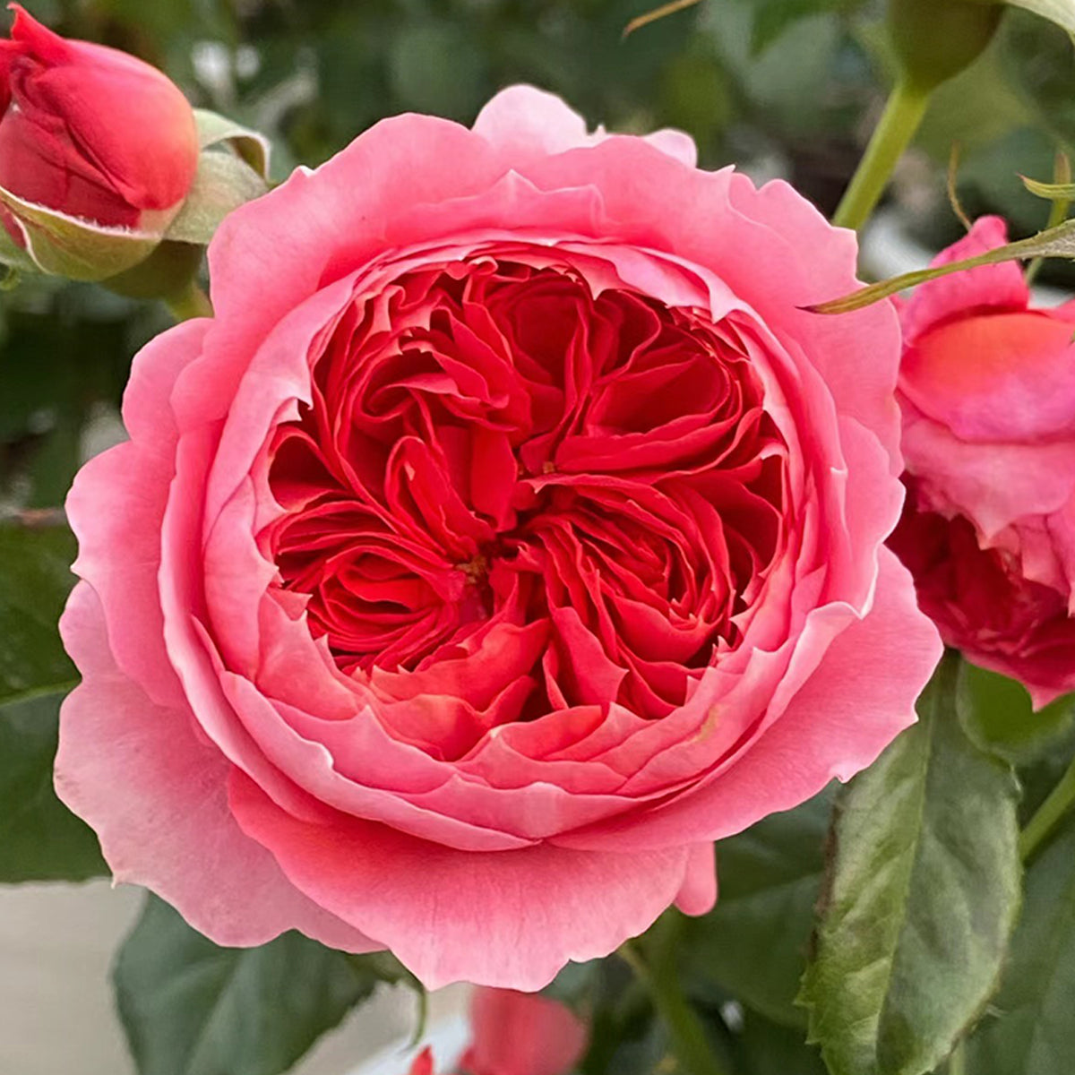 Cinnabar Bowl Chinese Florist Shrub Rose