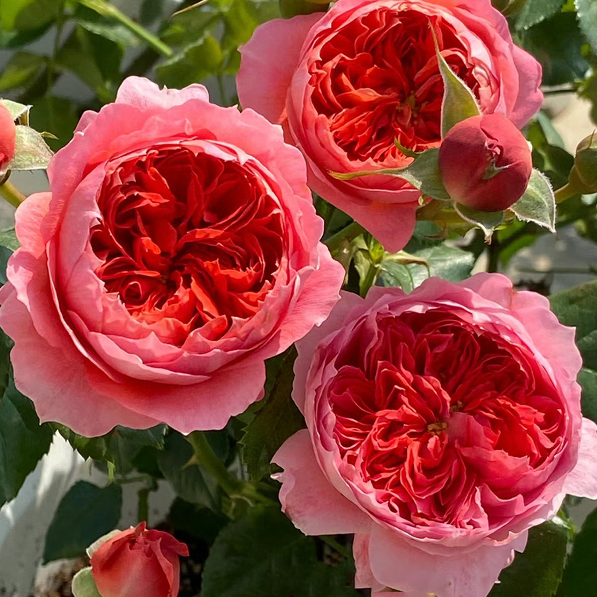 Cinnabar Bowl Chinese Florist Shrub Rose