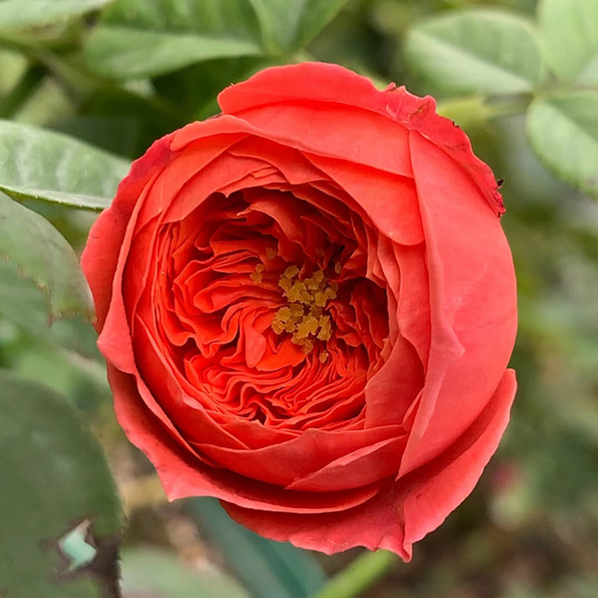 Cinnabar Bowl Chinese Florist Shrub Rose