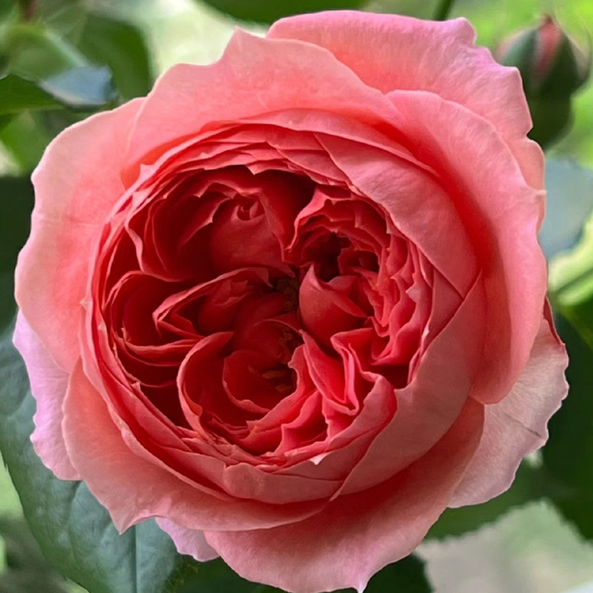 Cinnabar Bowl Chinese Florist Shrub Rose