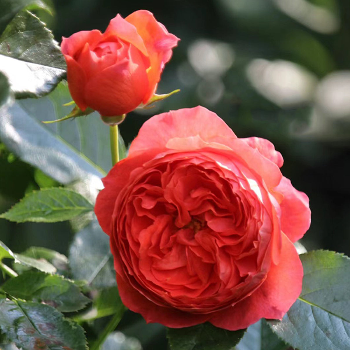 Cinnabar Bowl Chinese Florist Shrub Rose