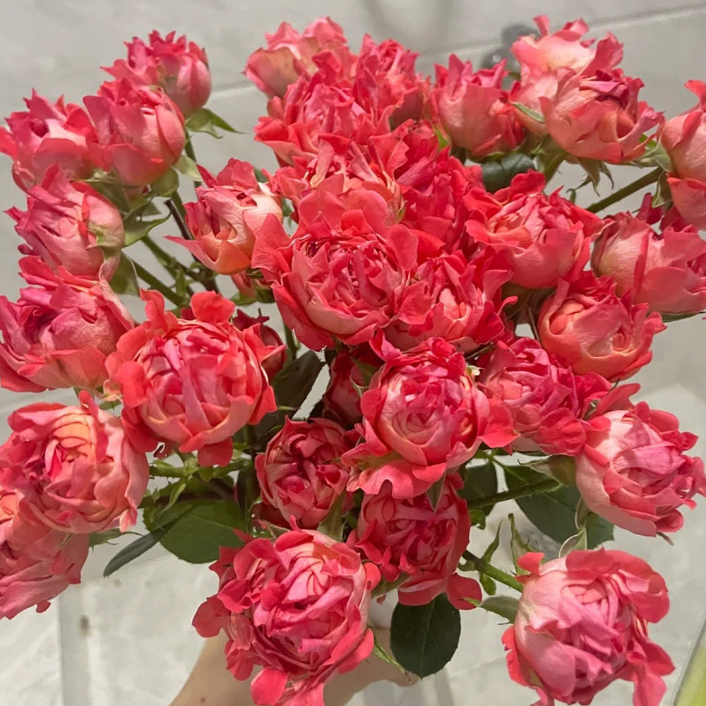 Cinnabar Sea Anemone Dutch Florist Shrub Rose