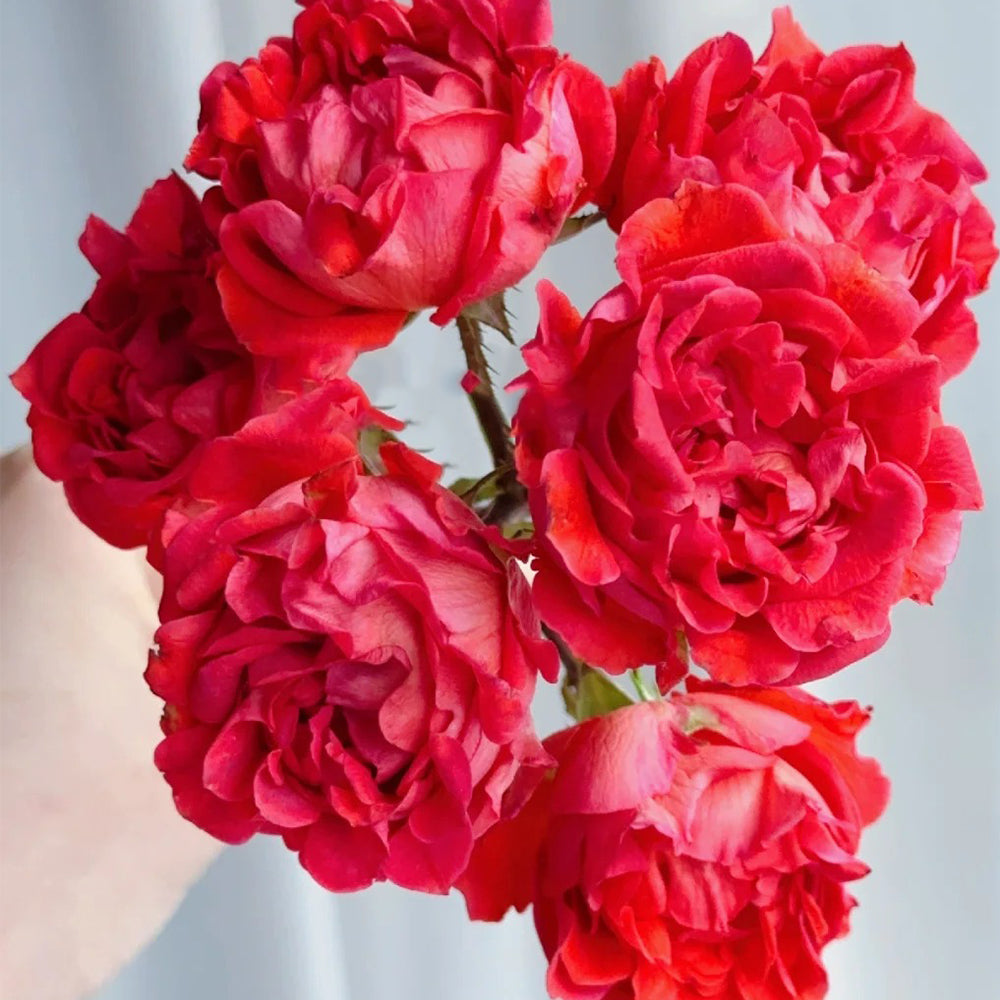 Cinnabar Sea Anemone Dutch Florist Shrub Rose