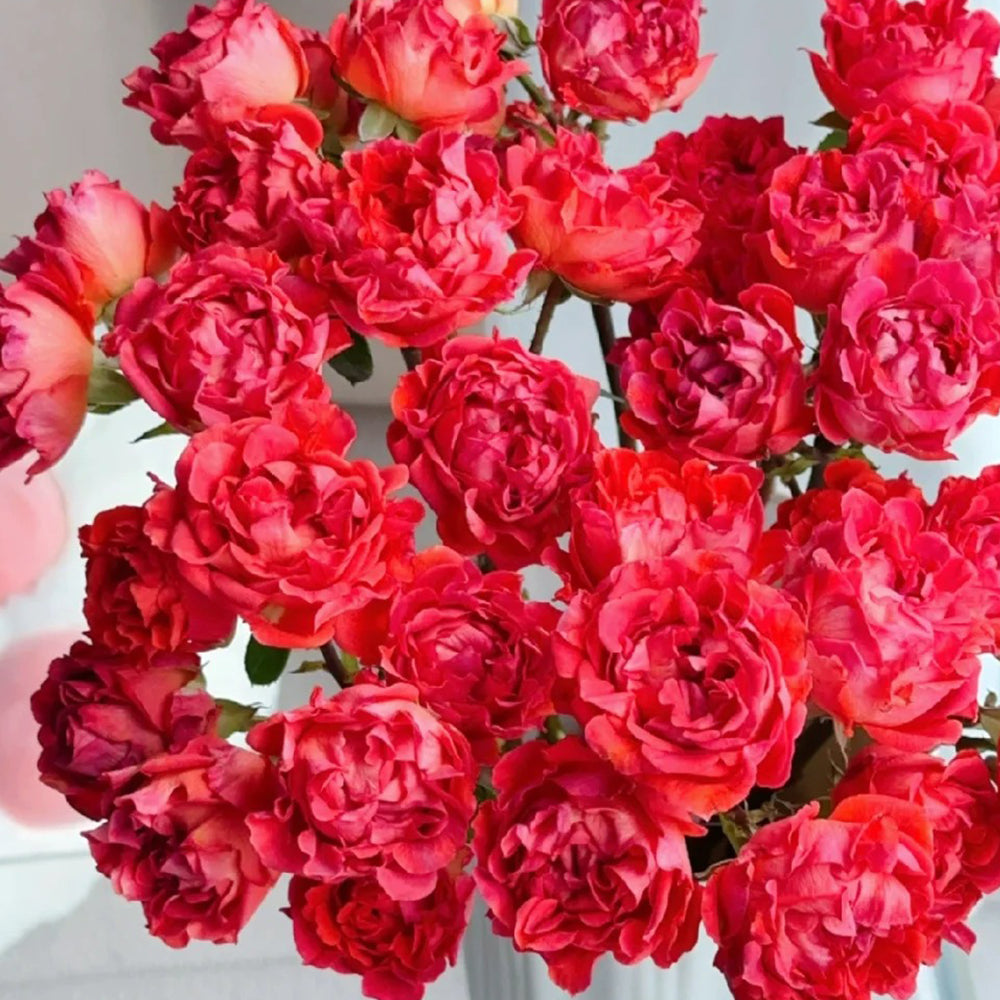 Cinnabar Sea Anemone Dutch Florist Shrub Rose