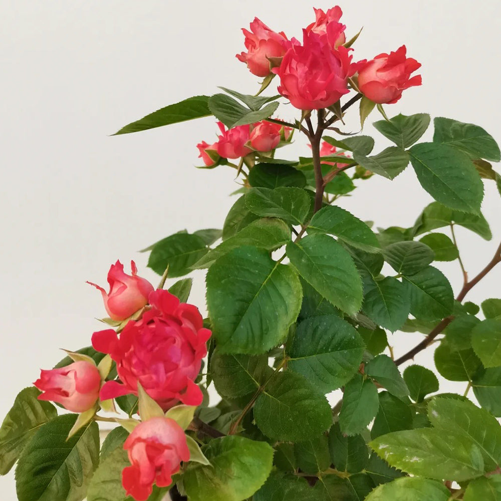 Cinnabar Sea Anemone Dutch Florist Shrub Rose