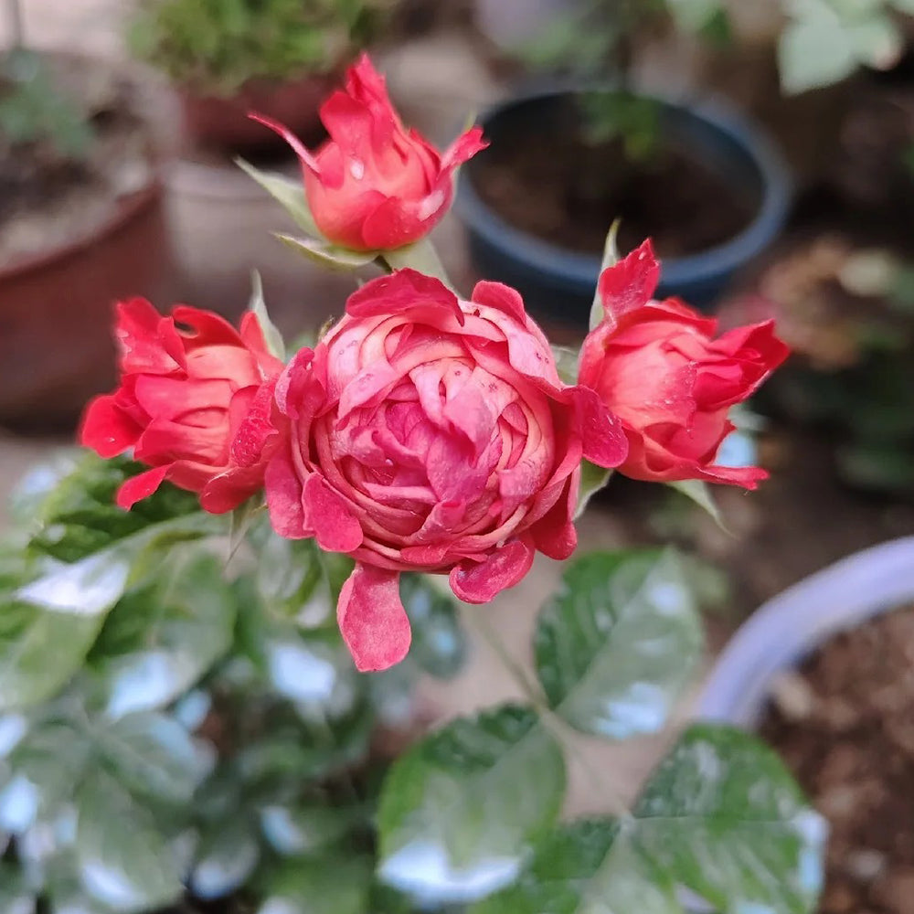 Cinnabar Sea Anemone Dutch Florist Shrub Rose