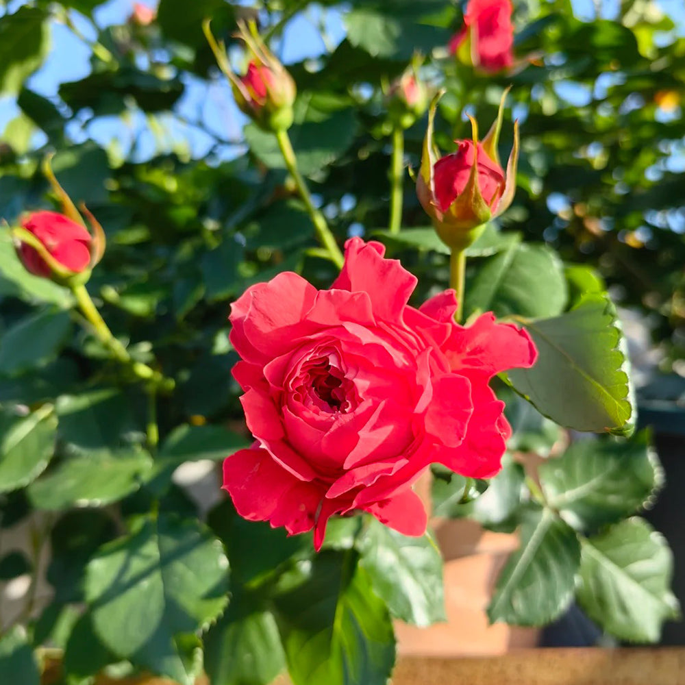 Cinnabar Sea Anemone Dutch Florist Shrub Rose