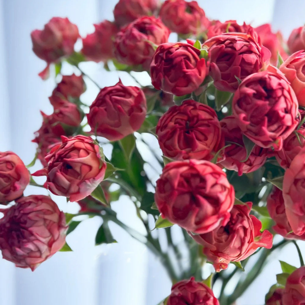 Cinnabar Sea Anemone Dutch Florist Shrub Rose