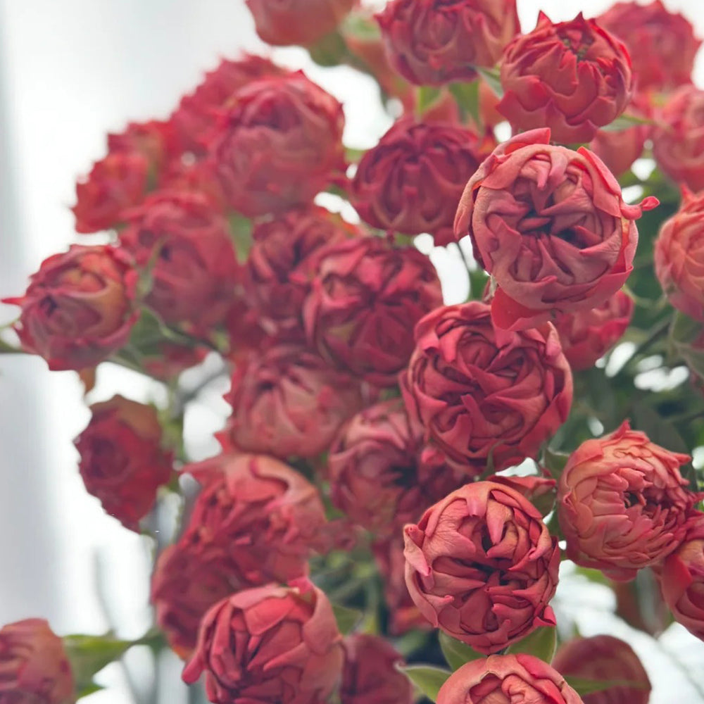 Cinnabar Sea Anemone Dutch Florist Shrub Rose