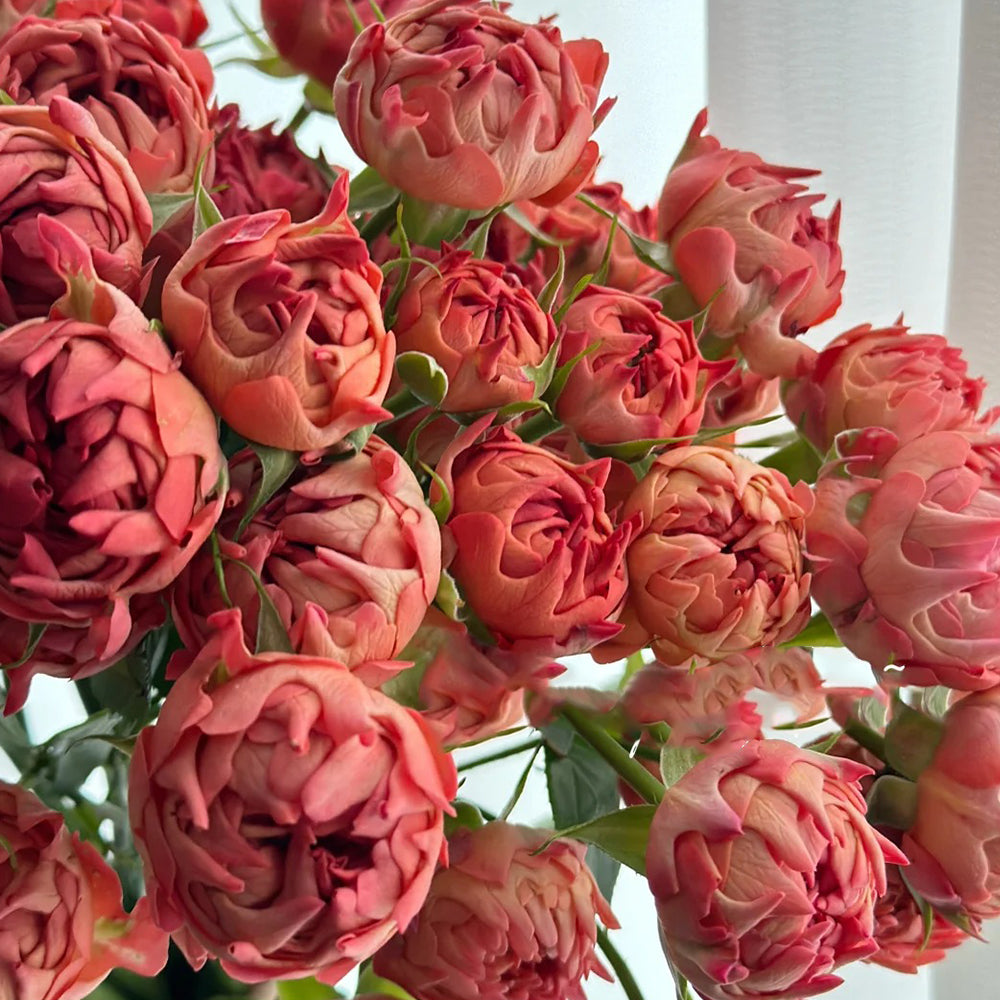 Cinnabar Sea Anemone Dutch Florist Shrub Rose