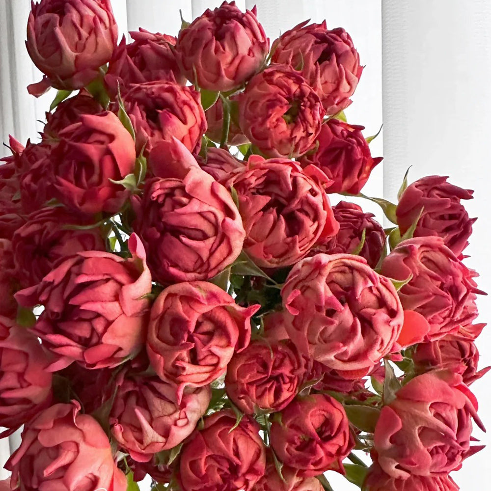 Cinnabar Sea Anemone Dutch Florist Shrub Rose