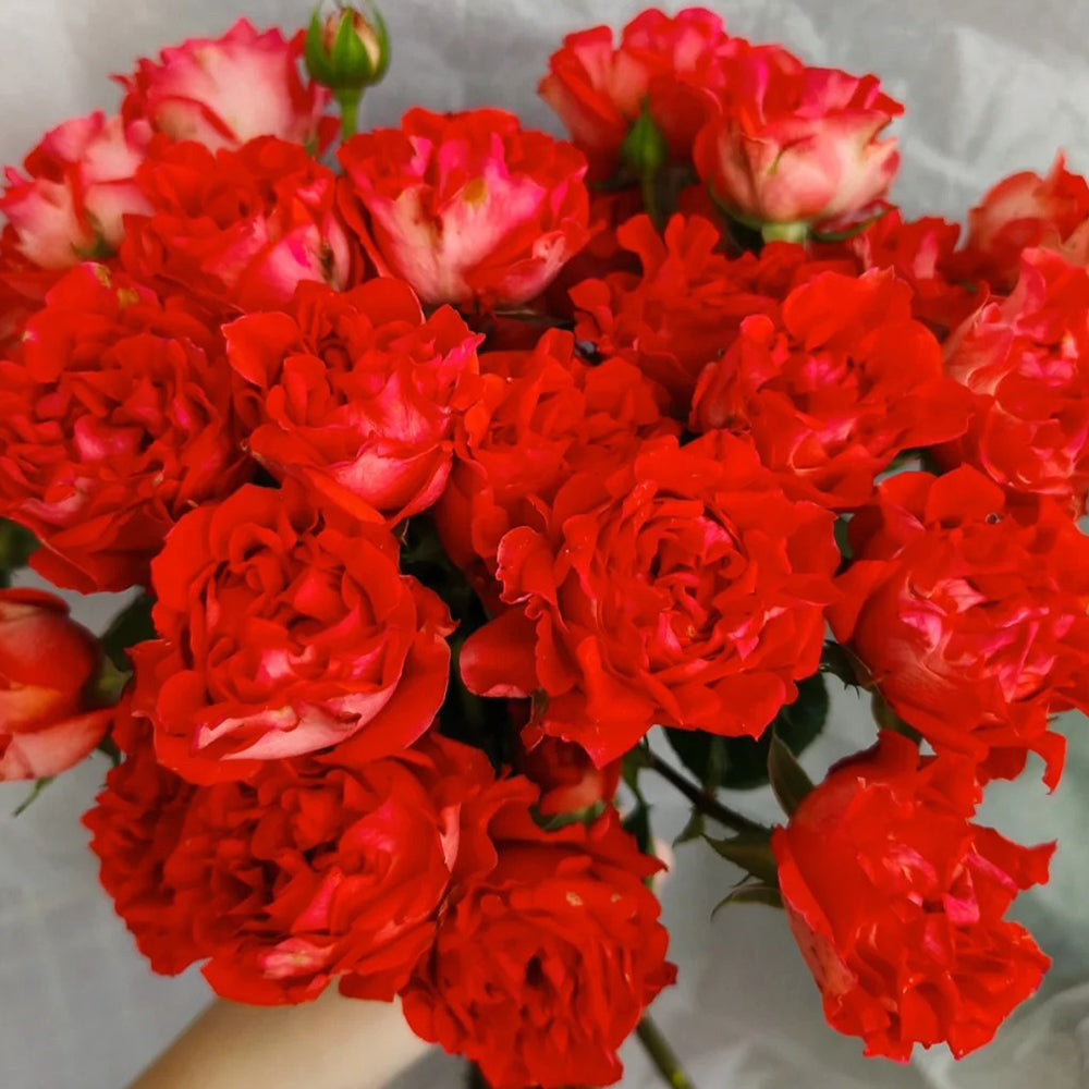 Cinnabar Sea Anemone Dutch Florist Shrub Rose