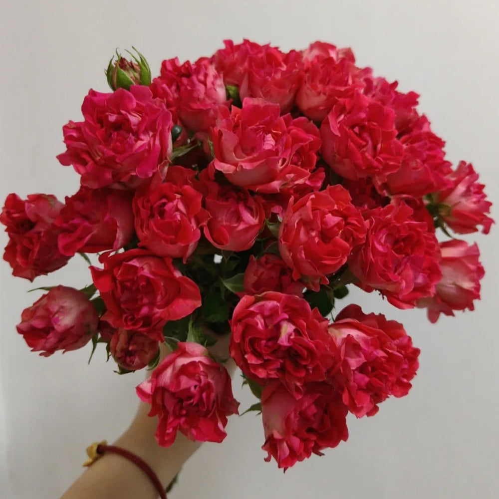 Cinnabar Sea Anemone Dutch Florist Shrub Rose
