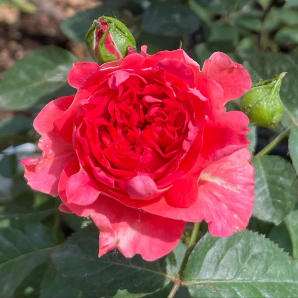 Cinnabar Sea Anemone Dutch Florist Shrub Rose