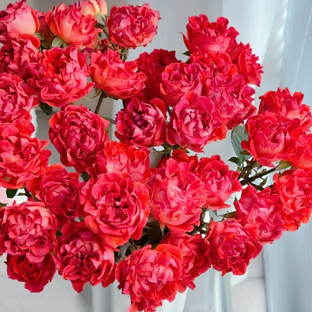 Cinnabar Sea Anemone Dutch Florist Shrub Rose