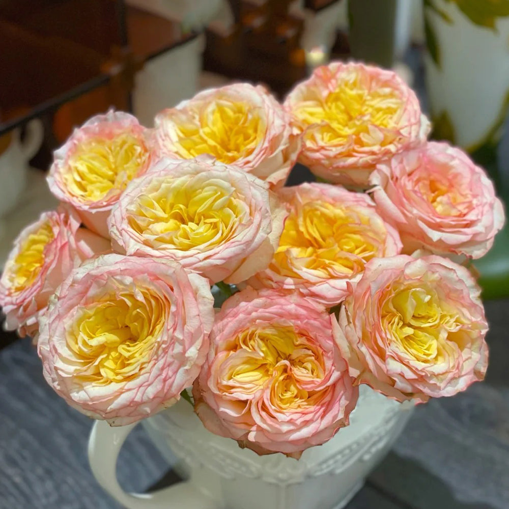 City Garden Florist Shrub Rose