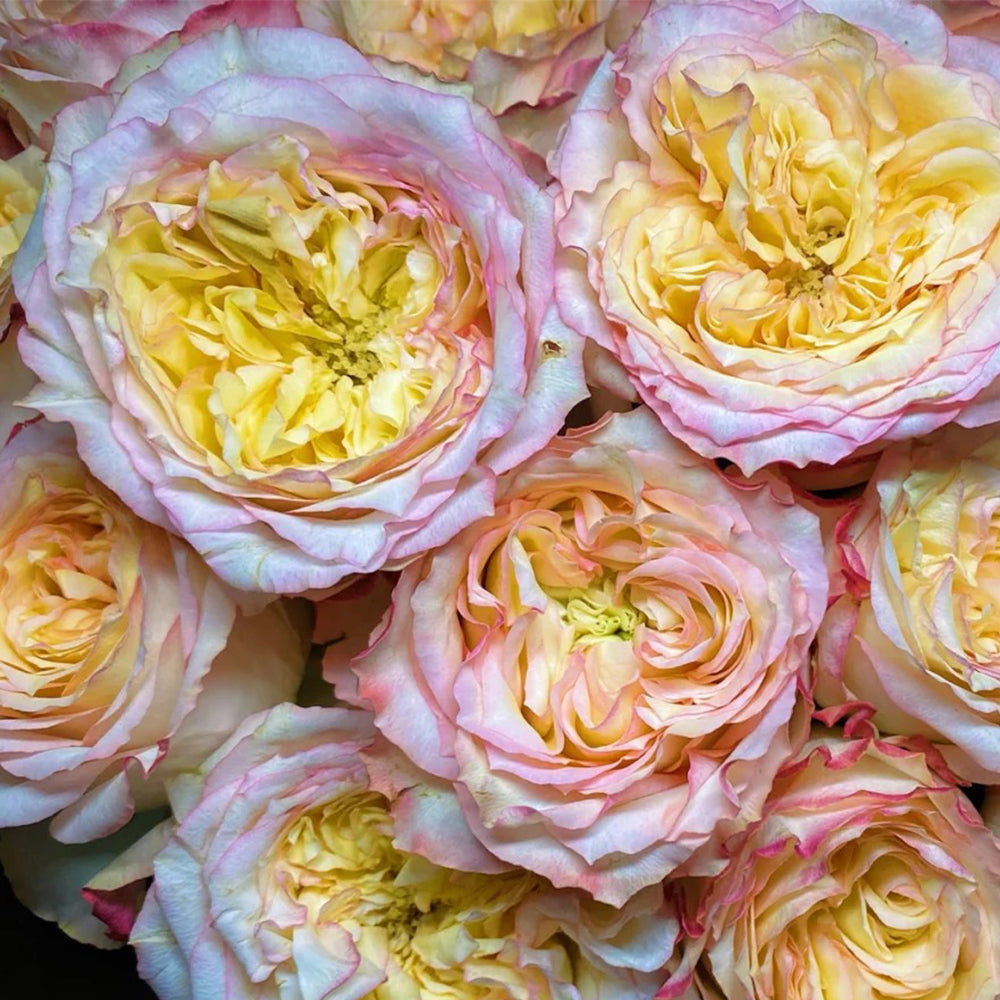 City Garden Florist Shrub Rose