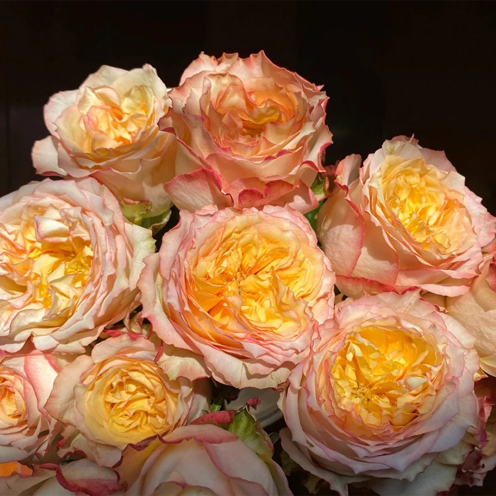City Garden Florist Shrub Rose