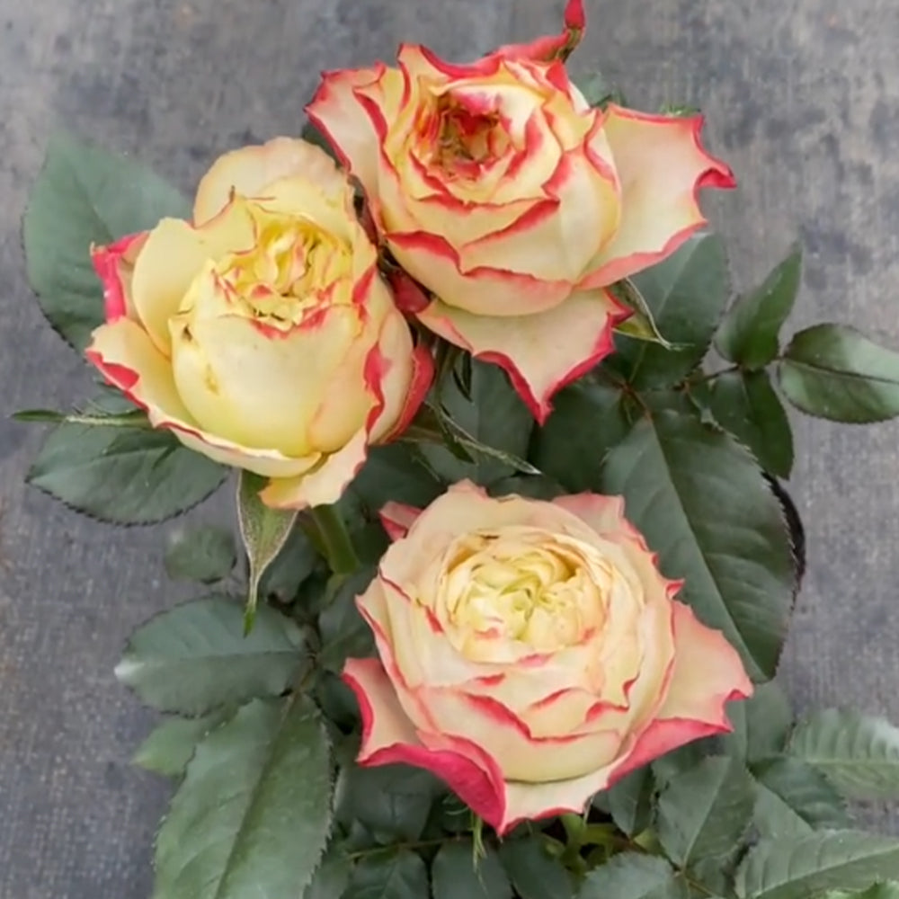 City Garden Florist Shrub Rose