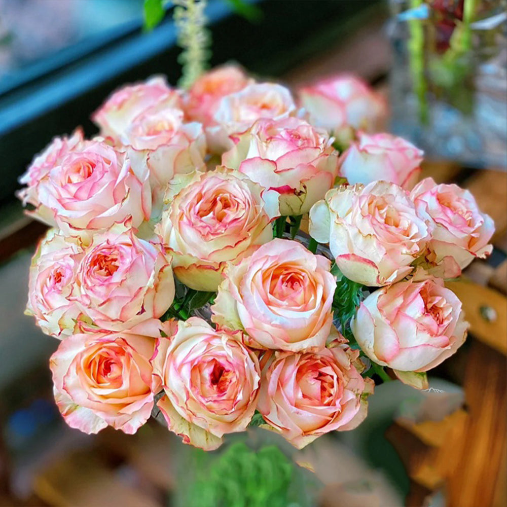 City Garden Florist Shrub Rose