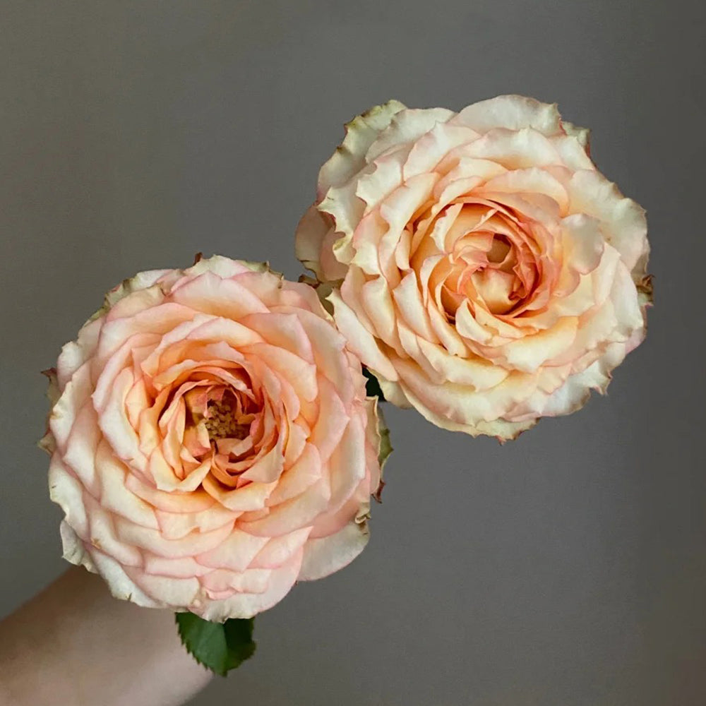 City Garden Florist Shrub Rose