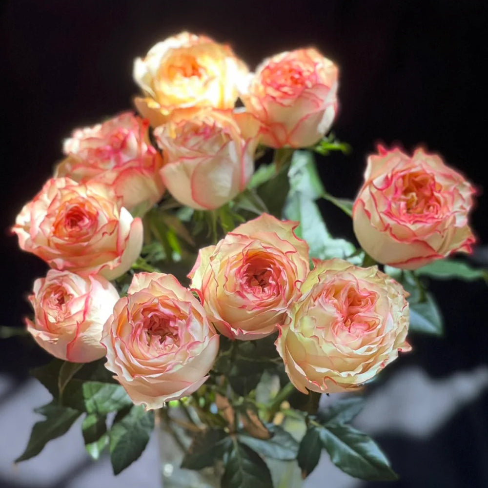 City Garden Florist Shrub Rose