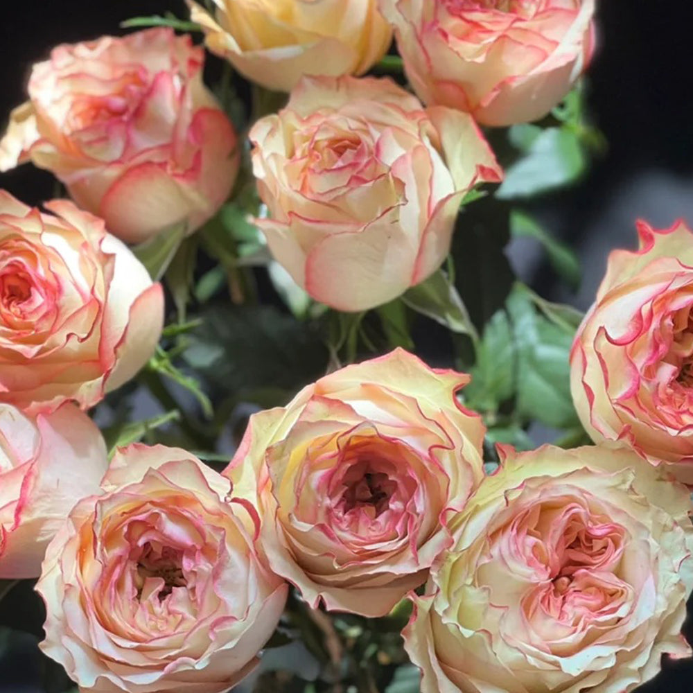 City Garden Florist Shrub Rose