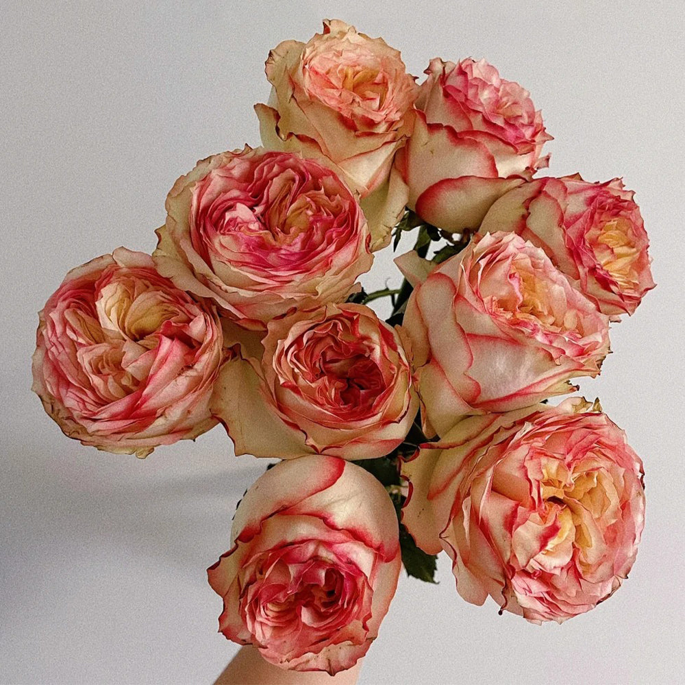 City Garden Florist Shrub Rose