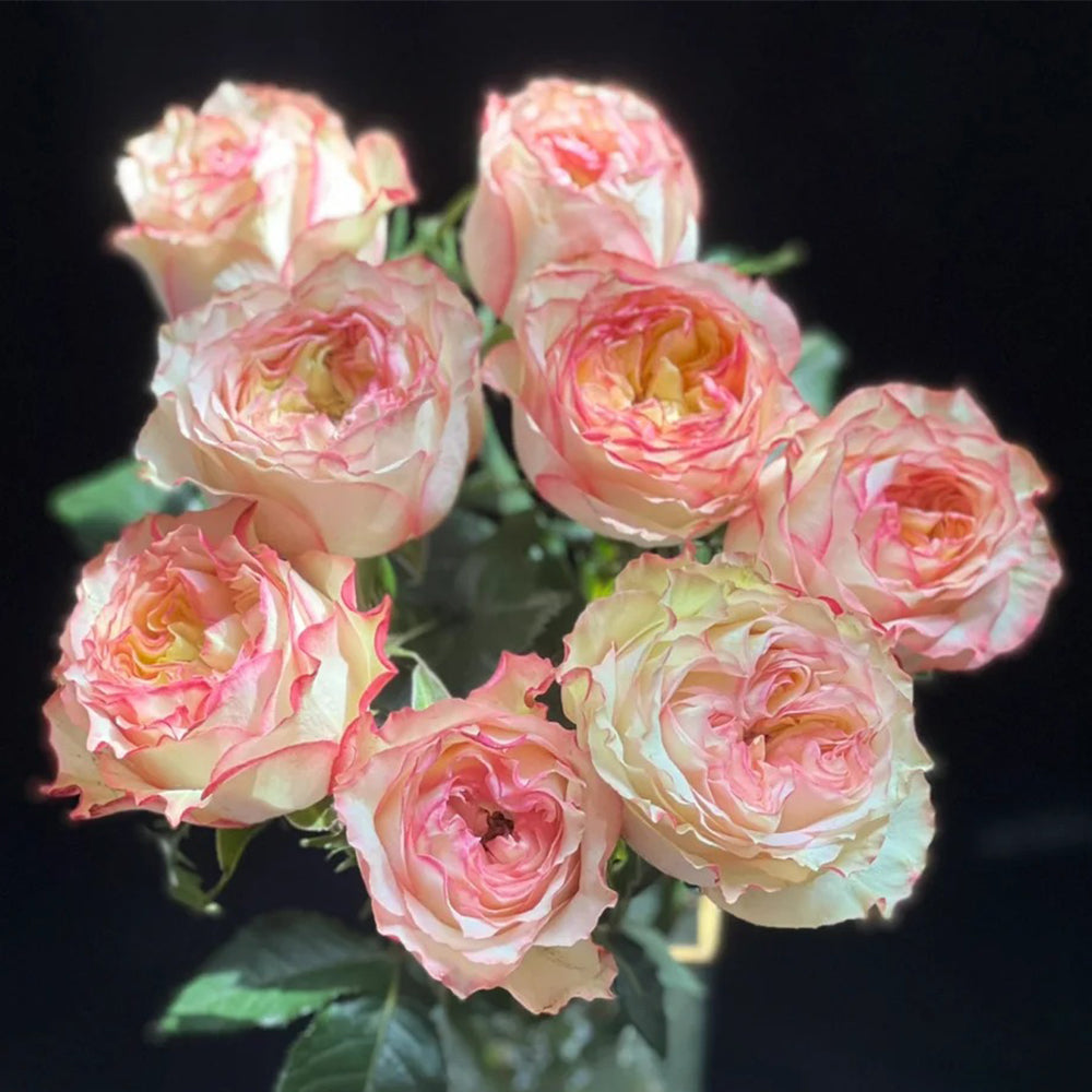 City Garden Florist Shrub Rose