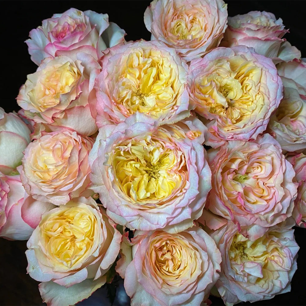 City Garden Florist Shrub Rose