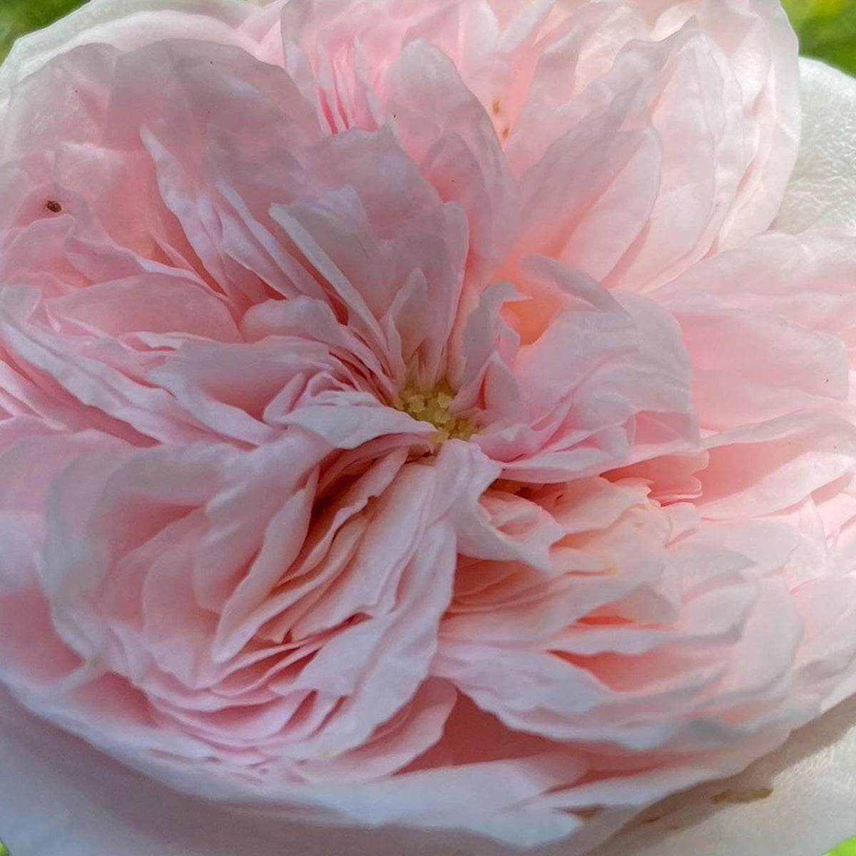 AUSlight Rose English Garden Shrub Rose