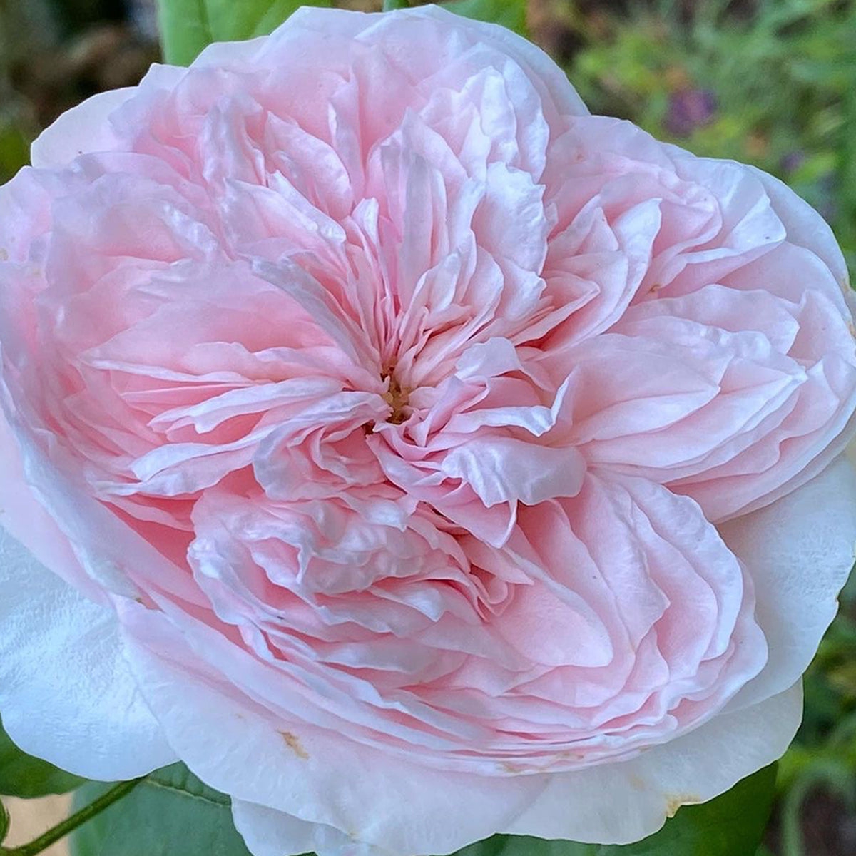 AUSlight Rose English Garden Shrub Rose