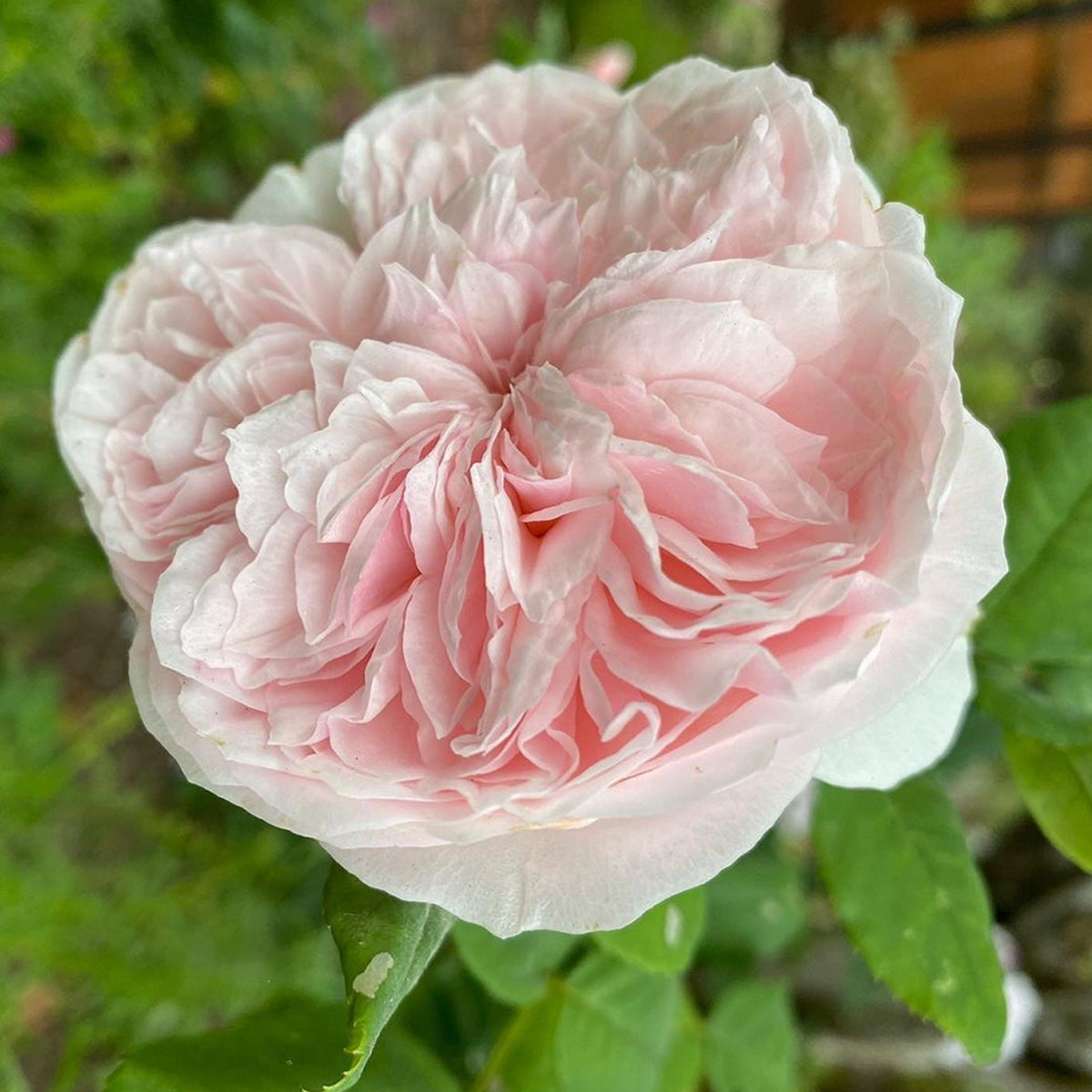AUSlight Rose English Garden Shrub Rose