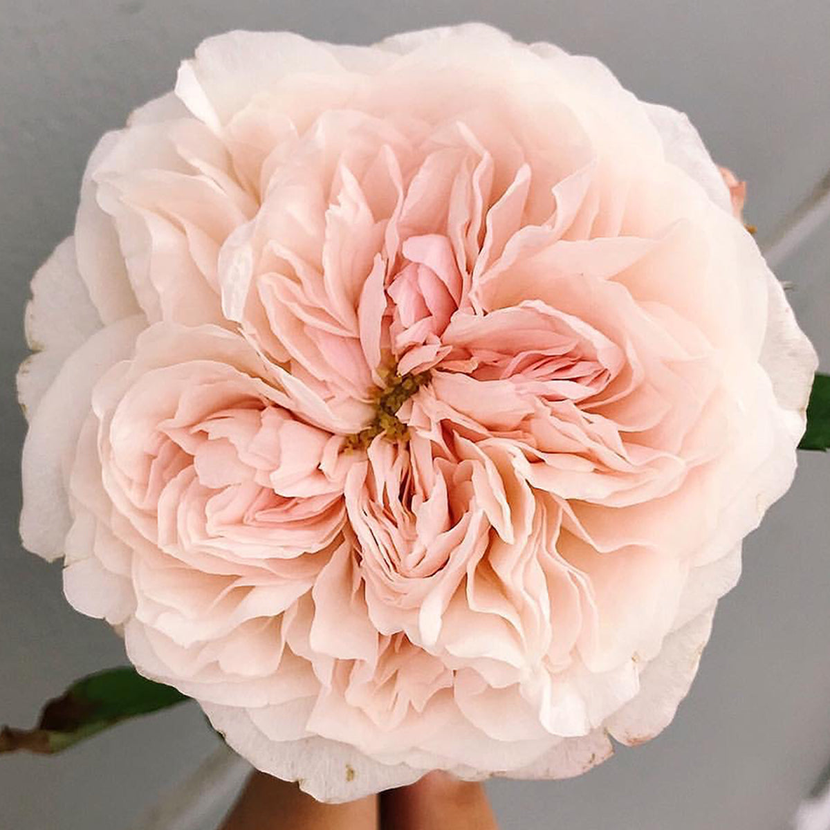 AUSlight Rose English Garden Shrub Rose