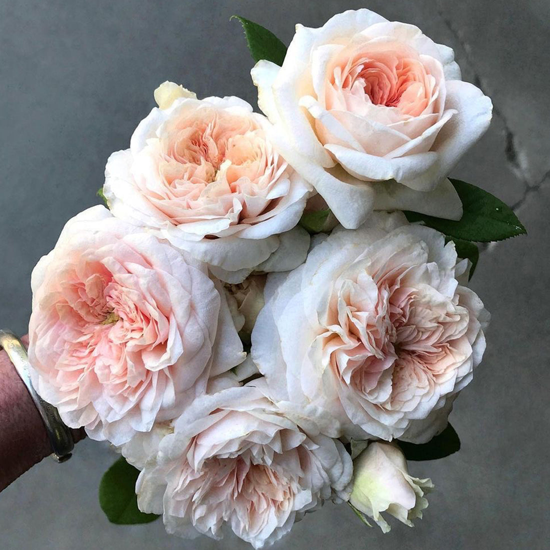 AUSlight Rose English Garden Shrub Rose