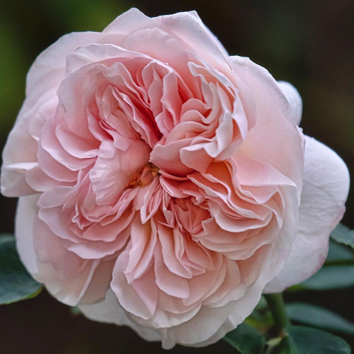 AUSlight Rose English Garden Shrub Rose