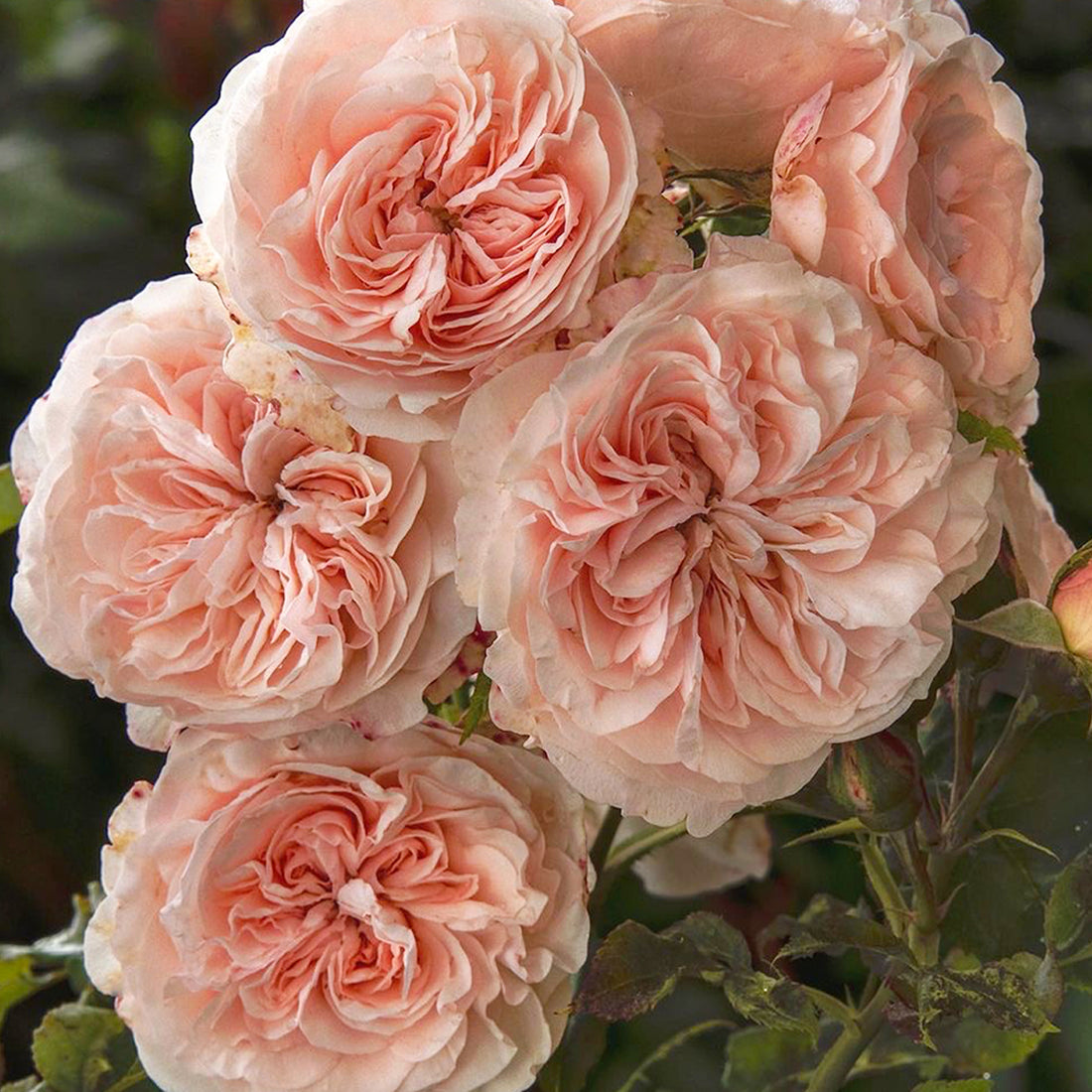 AUSlight Rose English Garden Shrub Rose