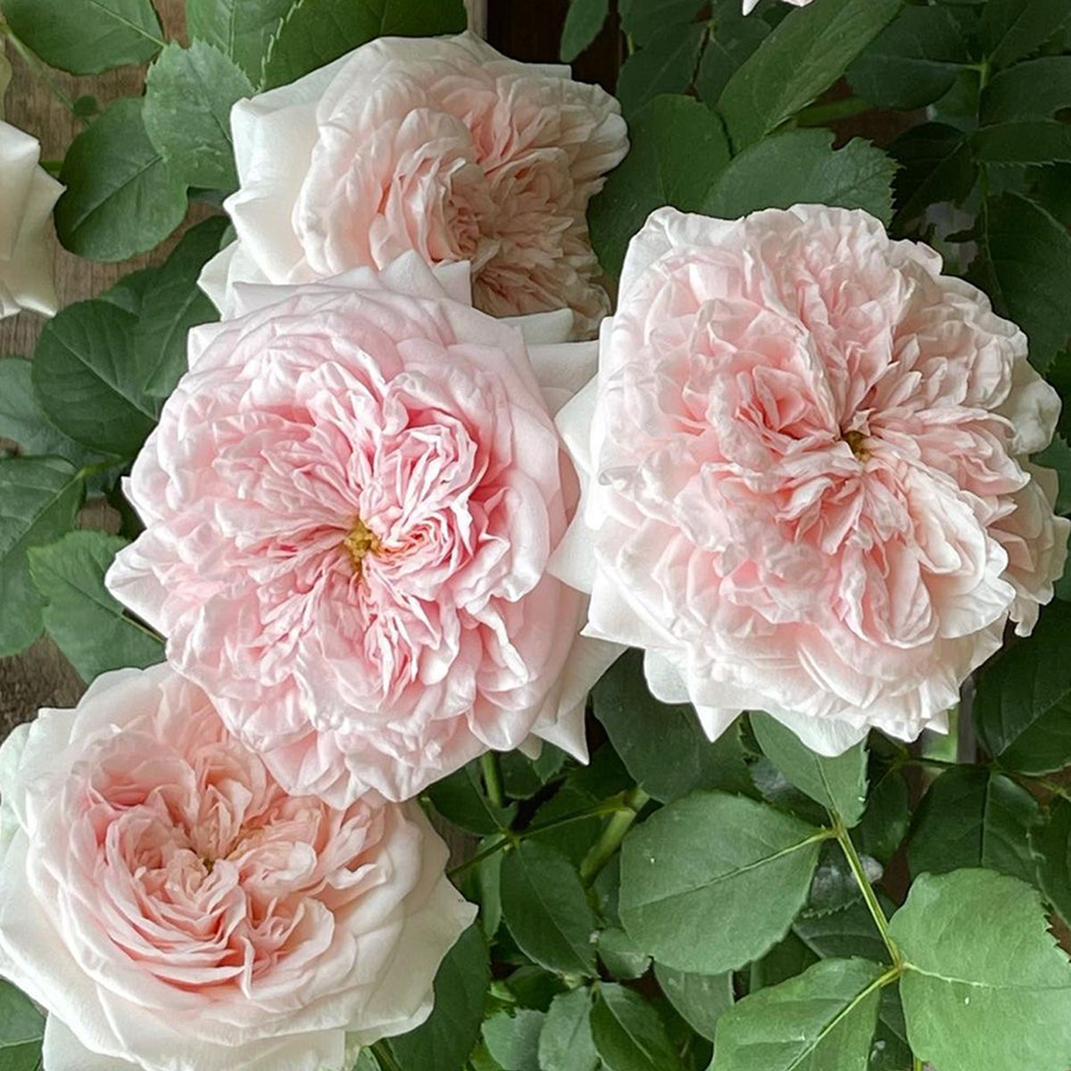 AUSlight Rose English Garden Shrub Rose