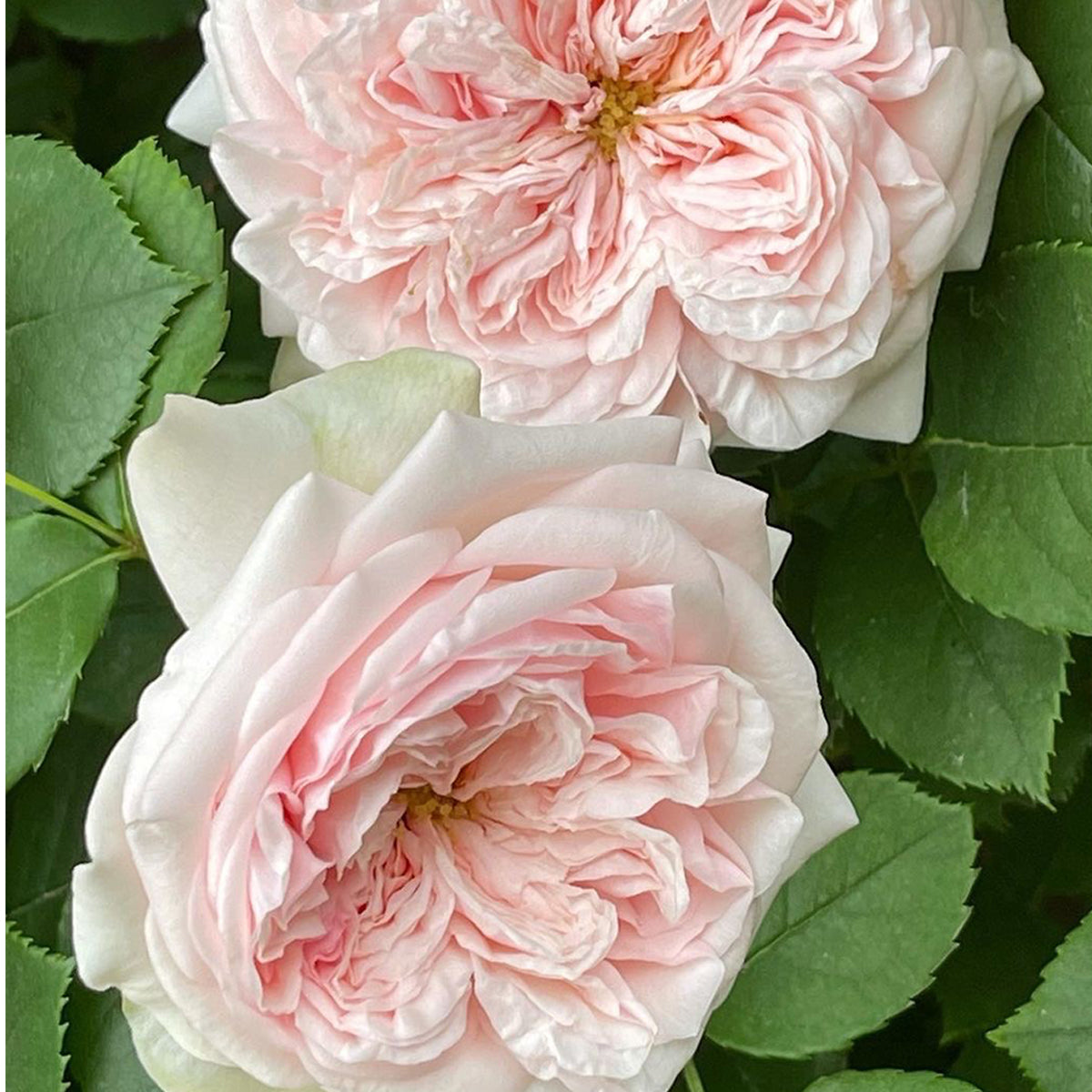 AUSlight Rose English Garden Shrub Rose