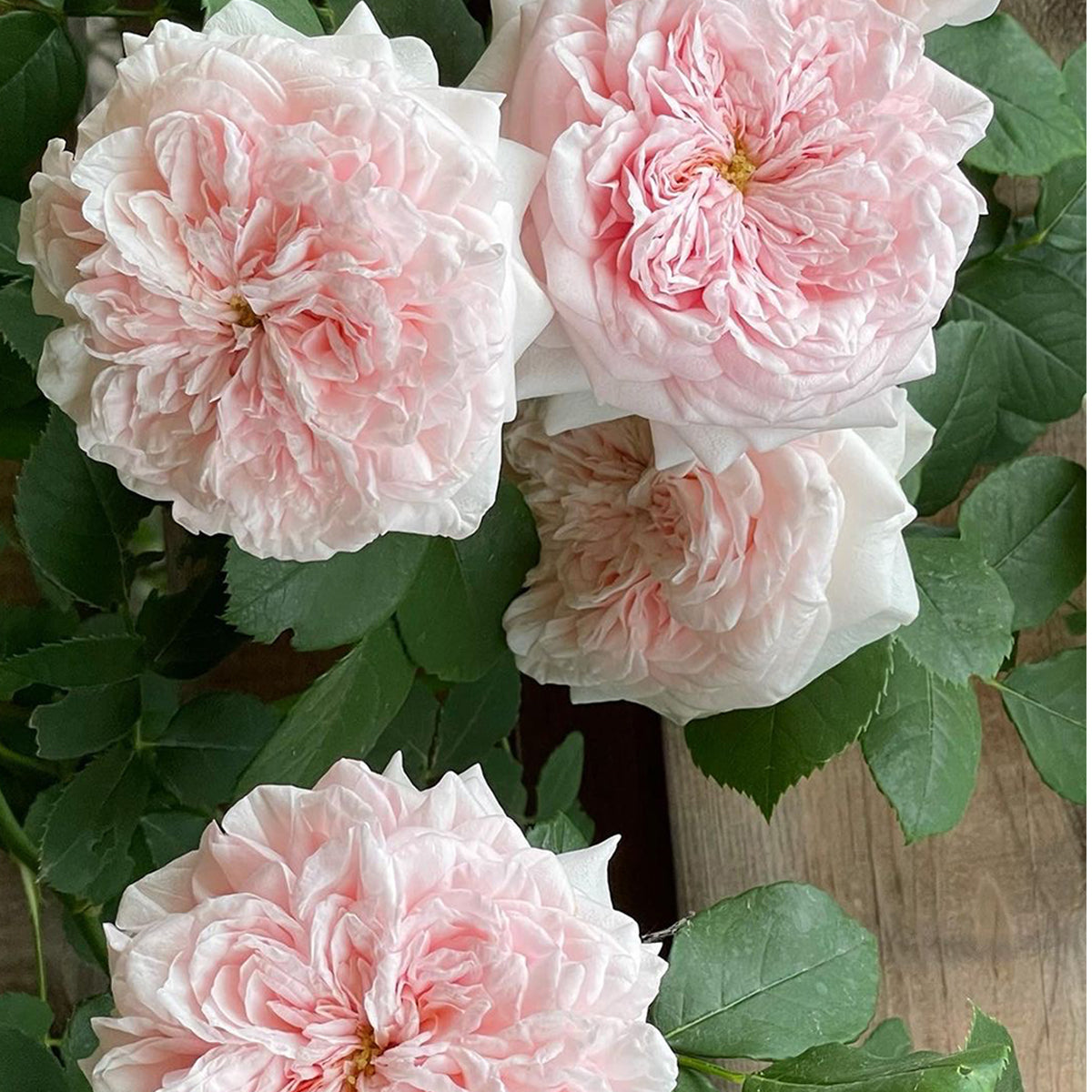 AUSlight Rose English Garden Shrub Rose