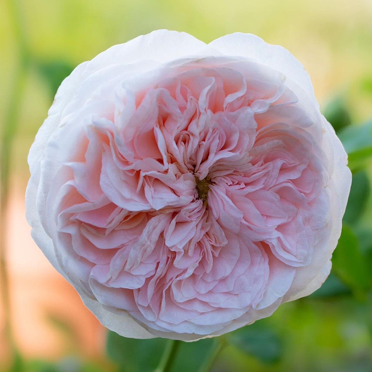 AUSlight Rose English Garden Shrub Rose