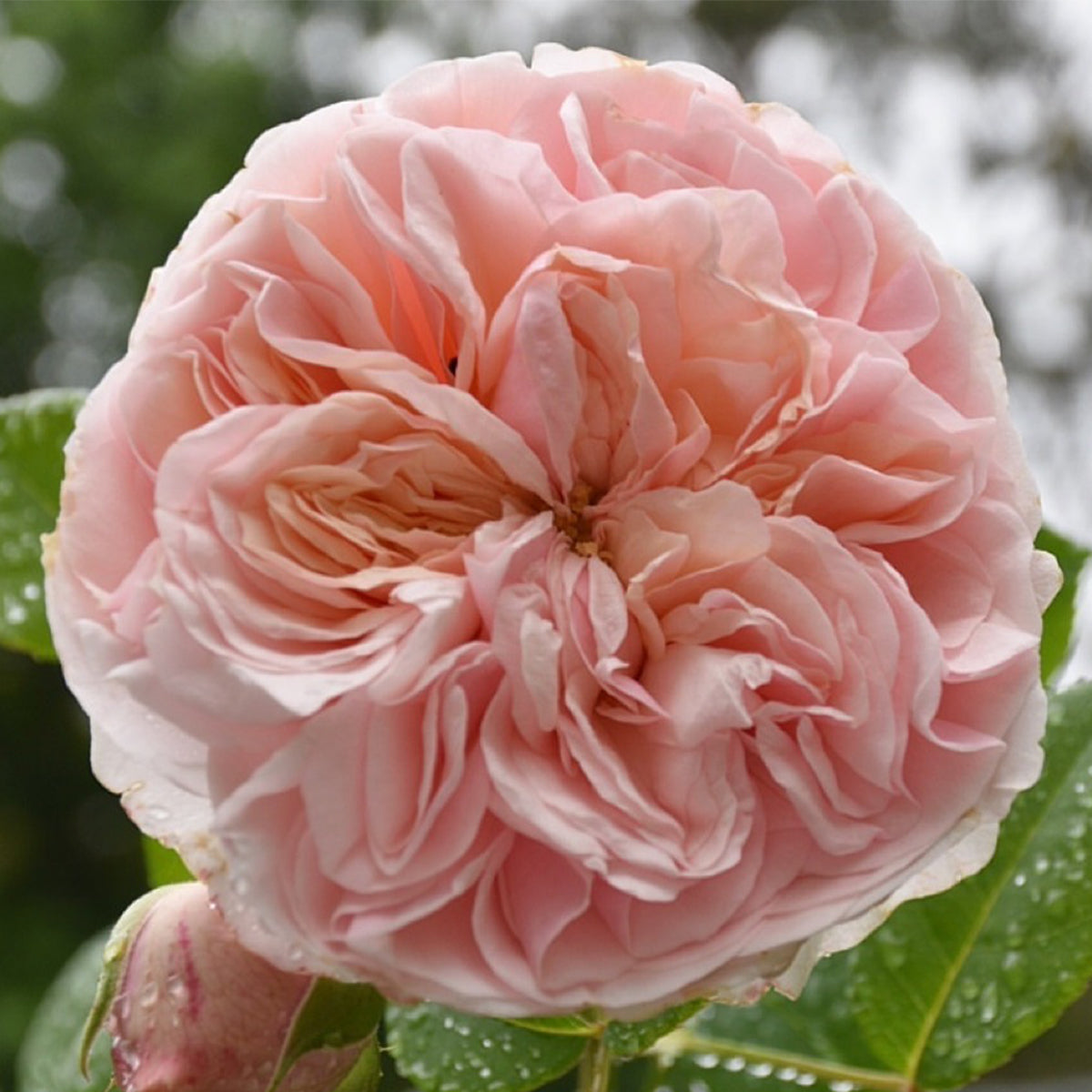 AUSlight Rose English Garden Shrub Rose