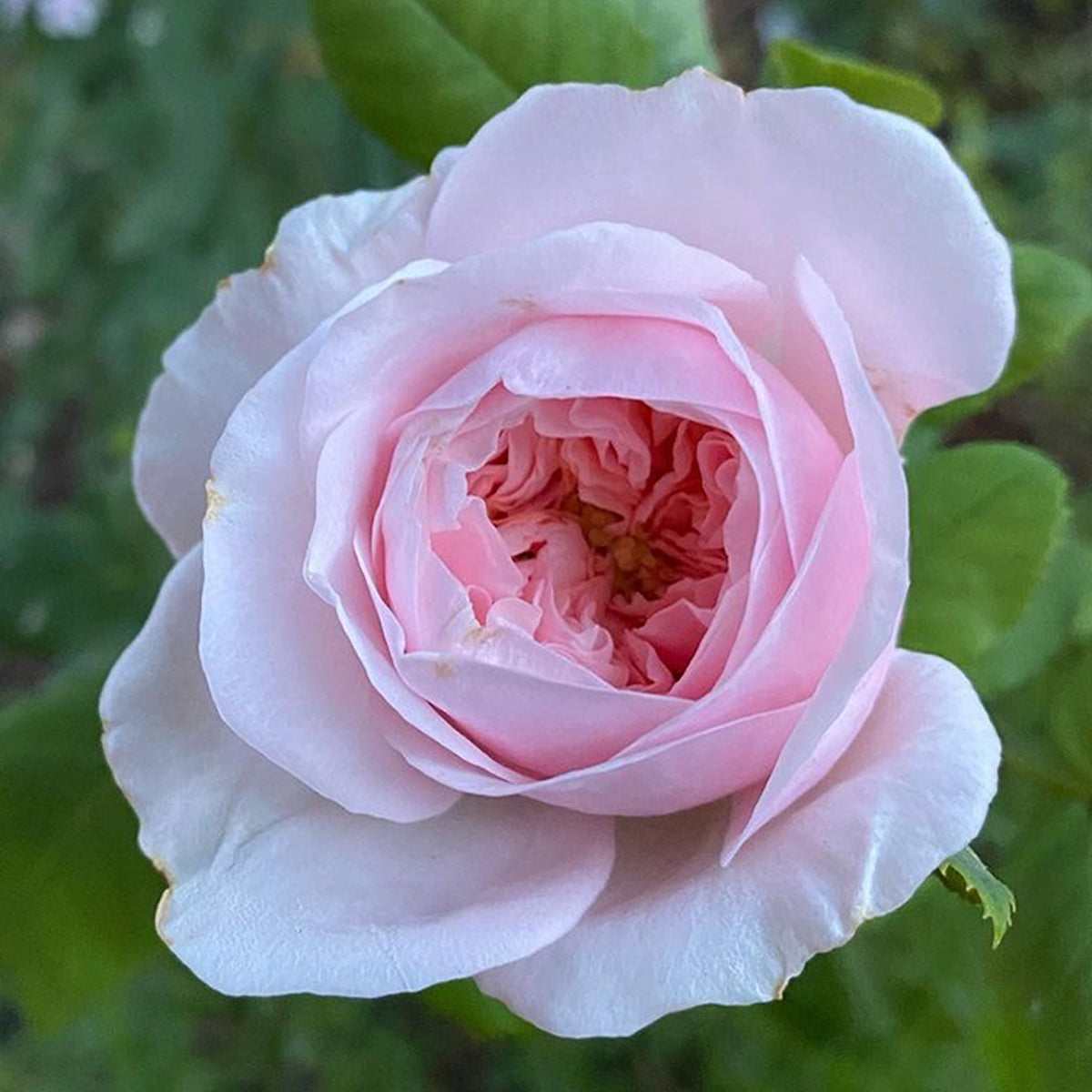 AUSlight Rose English Garden Shrub Rose