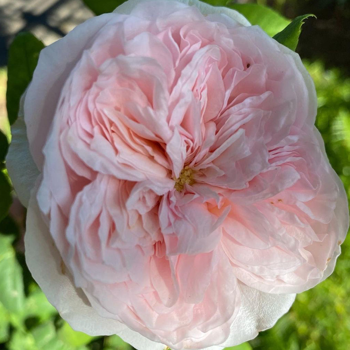 AUSlight Rose English Garden Shrub Rose
