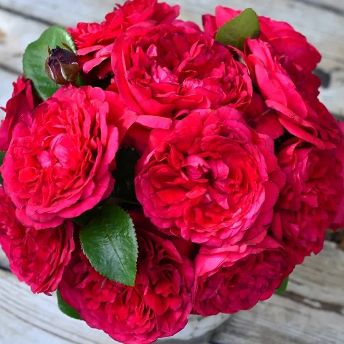 Clos Vougeot French Florist Shrub Rose