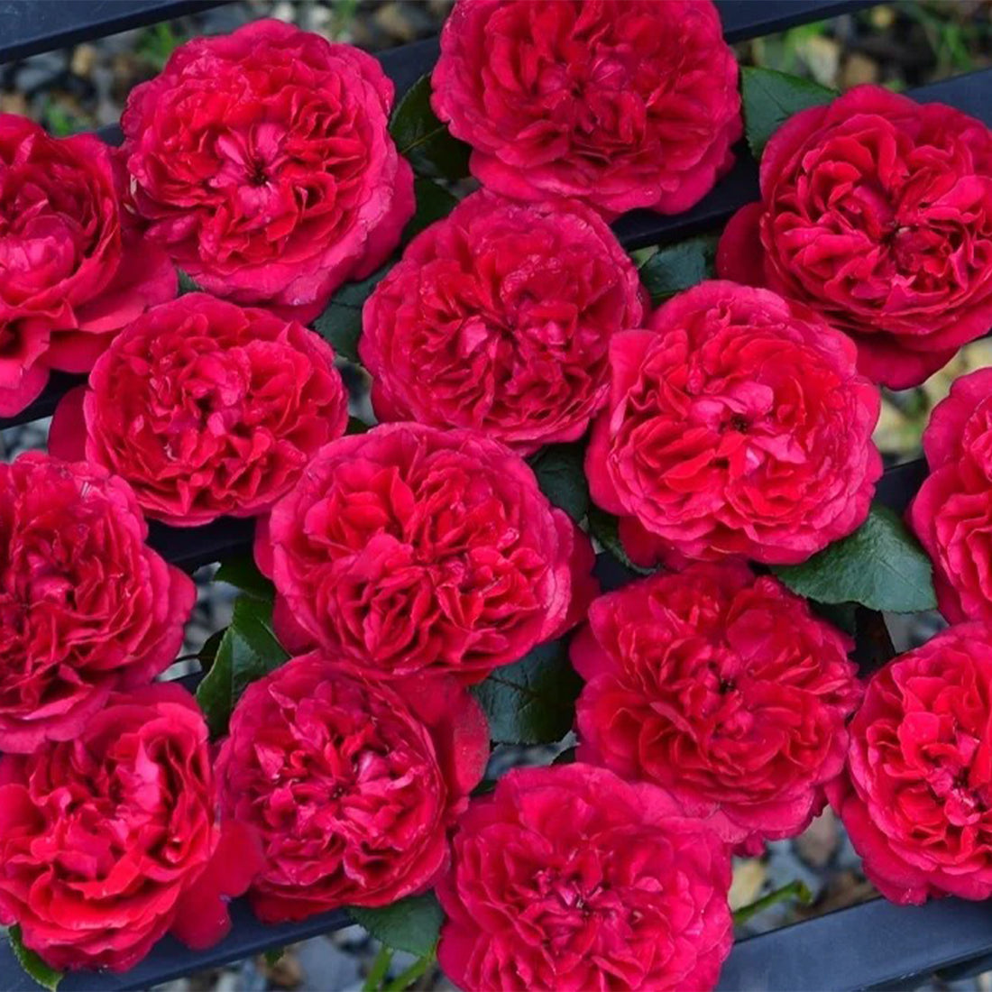 Clos Vougeot French Florist Shrub Rose