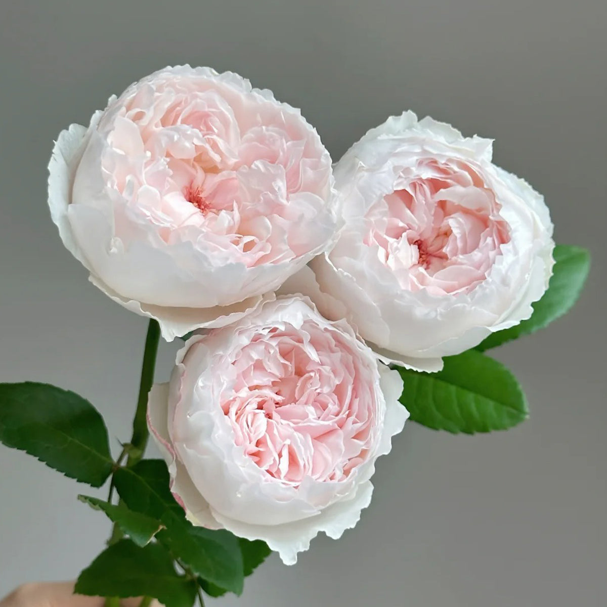Cocotte Japanese Florist Shrub Rose
