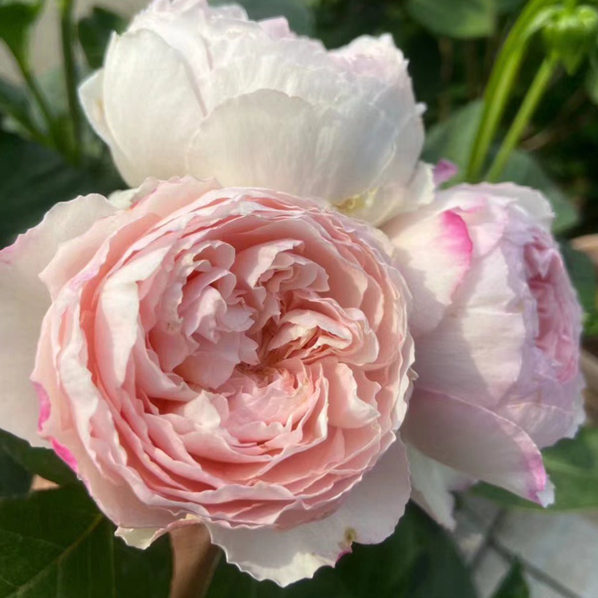 Cocotte Japanese Florist Shrub Rose